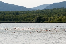 2014-08-15_12-30-59-klein_wz