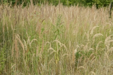 DSCF6166